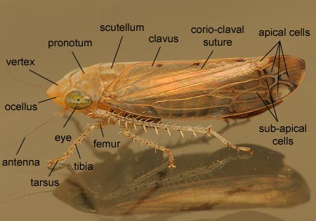 Homoptera: Cicadellidae (Leafhopper)