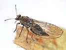 Trioza urticae