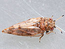 Aphalara ulicis