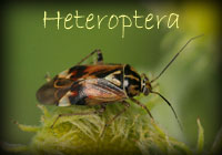 Enter Heteroptera Gallery