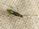 Gampsocoris punctipes nymph
