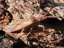 Coriomeris denticulatus