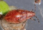 Cymus glandicolor