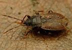Drymus brunneus