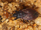 Drymus brunneus