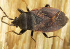 Drymus ryei