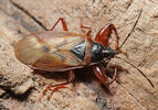 Gastrodes abietum