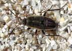 Graptopeltus lynceus