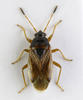 Lasiosomus enervis