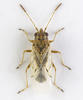Nysius cymoides