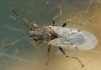 Nysius cymoides
