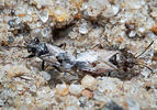 Nysius huttoni
