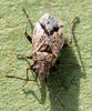 Nysius huttoni