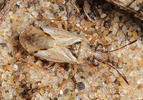 Nysius thymi