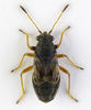 Acompus rufipes