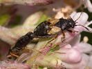 Acompus rufipes