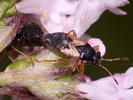Acompus rufipes