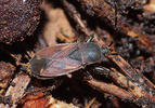 Eremocoris plebejus