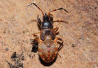 Eremocoris plebejus