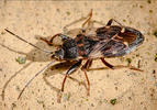 Eremocoris podagricus