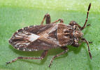 Henestaris laticeps