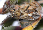 Henestaris laticeps