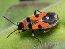 Horvathiolus superbus