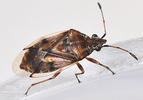 Kleidocerys resedae