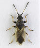 Macroplax preyssleri