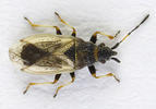Macroplax preyssleri