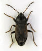 Megalonotus chiragra