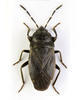 Megalonotus dilatatus