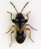 Megalonotus praetextatus