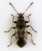 Oxycarenus modestus