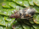 Oxycarenus modestus