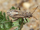 Ortholomus punctipennis