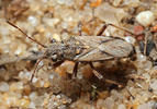 Ortholomus punctipennis