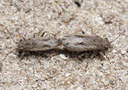 Ortholomus punctipennis