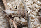 Ortholomus punctipennis