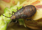 Orsillus depressus