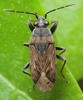 Peritrechus nubilus