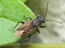 Peritrechus nubilus