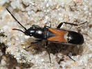 Pterotmetus staphyliniformis