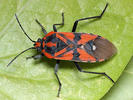 Spilostethus pandurus