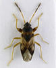 Scolopostethus affinis