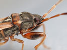 Scolopostethus affinis
