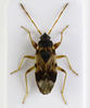 Scolopostethus pictus