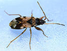 Scolopostethus pictus