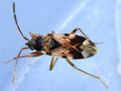 Scolopostethus pictus