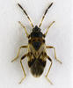 Scolopostethus thomsoni